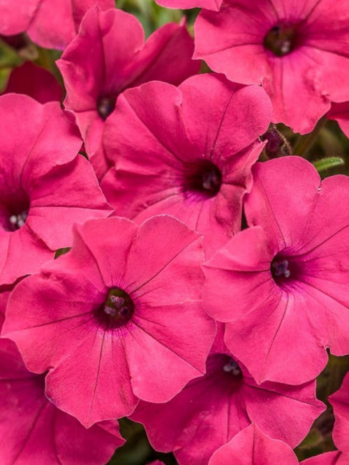 PETUNIA SUPERTUNIA VISTA FUCHSIA