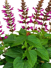 SALVIA SALGOON 'LAKE FLAMINGO'