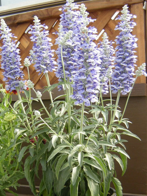 SALVIA SKY BLUE