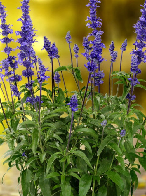 SALVIA SALLY FUN BLUE