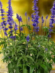 SALVIA SALLY FUN BLUE