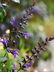 SALVIA LAGOON LAKE 'BLUEBERRY'