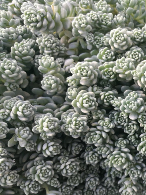 SEDUM SILVER ROSES