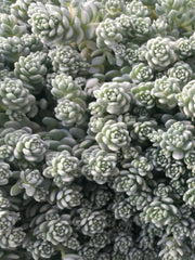 SEDUM SILVER ROSES
