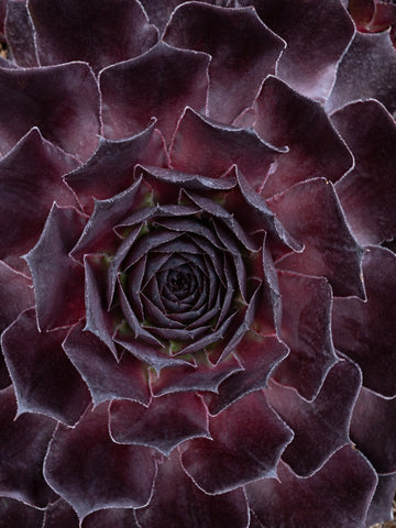 SUCCULENT SENECIO BLUE CHALK FINGERS