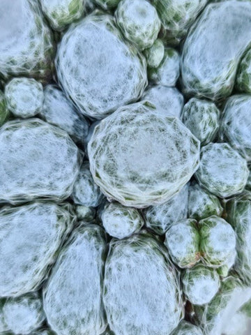 SUCCULENT SENECIO BLUE CHALK FINGERS