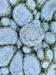 SEMPERVIVUM ARCTIC WHITE