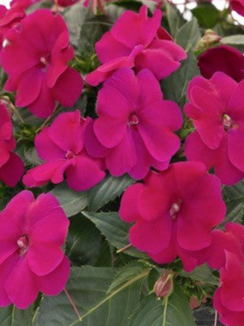 SUNPATIENS ROYAL MAGENTA