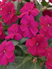SUNPATIENS ROYAL MAGENTA