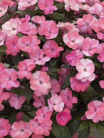 SUNPATIENS COMPACT  'WHITE'