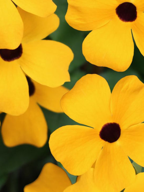 THUNBERGIA SUNNY SUSY GOLD