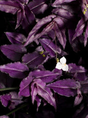 TRADESCANTIA PURPLE BRIDAL VEIL