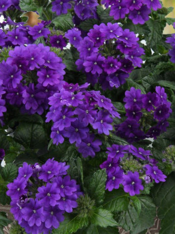 IPOMOEA (SWEET POTATO VINE) MARGUERITE