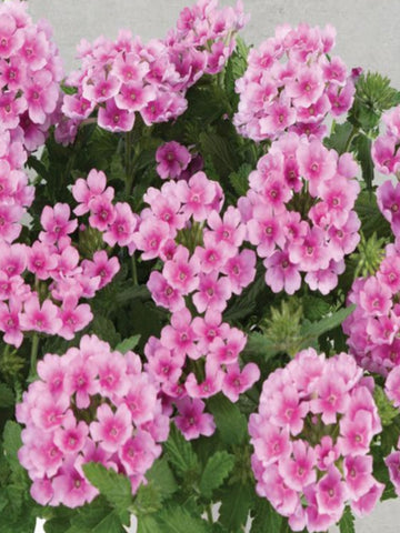 SUCCULENT - DELOSPERMA (ICE PLANT) DESERT PERIDOT