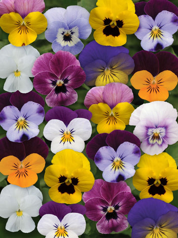 IPOMOEA (SWEET POTATO VINE) MARGUERITE