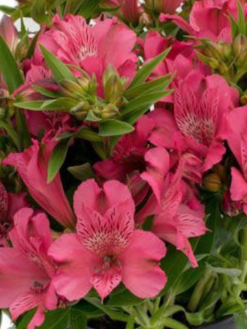 PETUNIA CASCADIAS CHILI RED