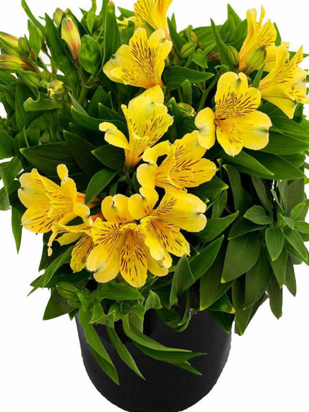 ALSTROEMERIA INCA 'RIO' – Horlings Plants