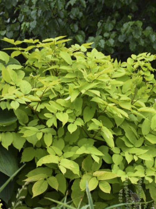 ARALIA 'SUN KING'