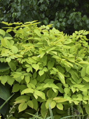 ARALIA 'SUN KING'
