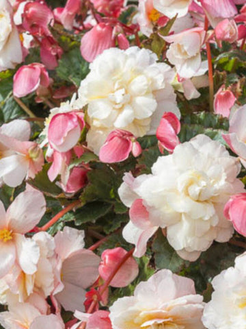 BEGONIA NONSTOP TUBEROUS 'YELLOW RED BACK'