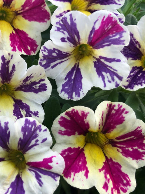 CALIBRACHOA CANDY SHOP BAG OF TRIX