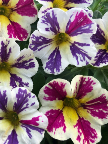 OXALIS  (SHAMROCK) BURGUNDY