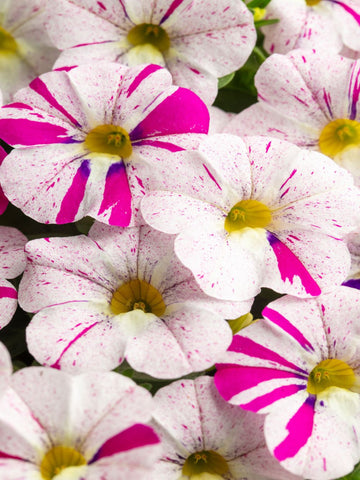 OXALIS  (SHAMROCK) BURGUNDY