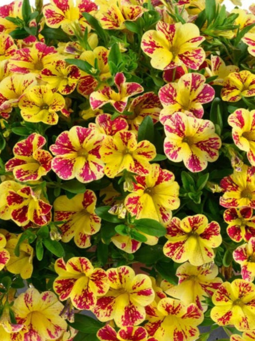 CALIBRACHOA LEMON CHERRY