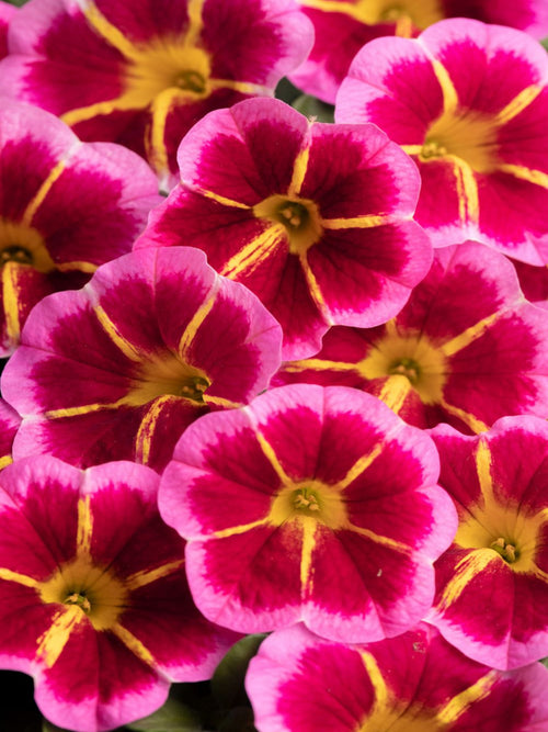 CALIBRACHOA STARFIRE ROSE