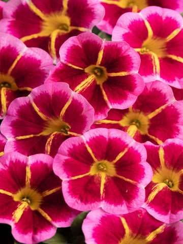 PETUNIA CASCADIAS CHILI RED