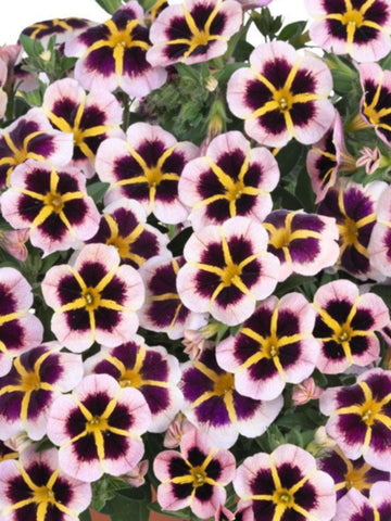 PETUNIA CRAZYTUNIA 'COSMIC PURPLE'