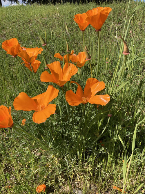 CALIFORNIA POPPY