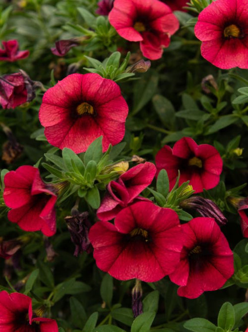 CALIBRACHOA CHILI PEPPER