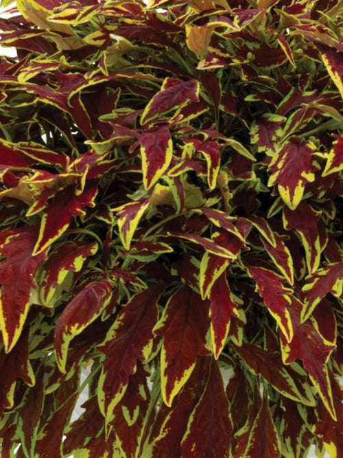 COLEUS LE FREAK