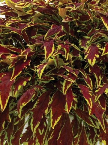 COLEUS 'INFERNO'