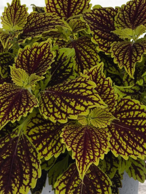 COLEUS MAIN STREET 'VENICE BOULEVARD'