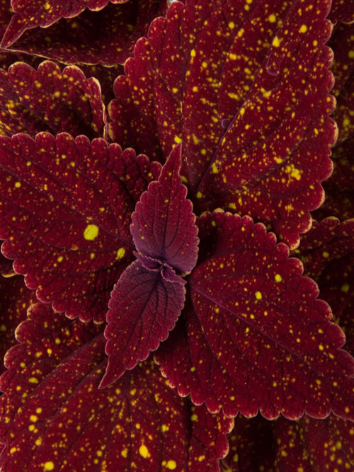 COLEUS TALAVERA MOONDUST