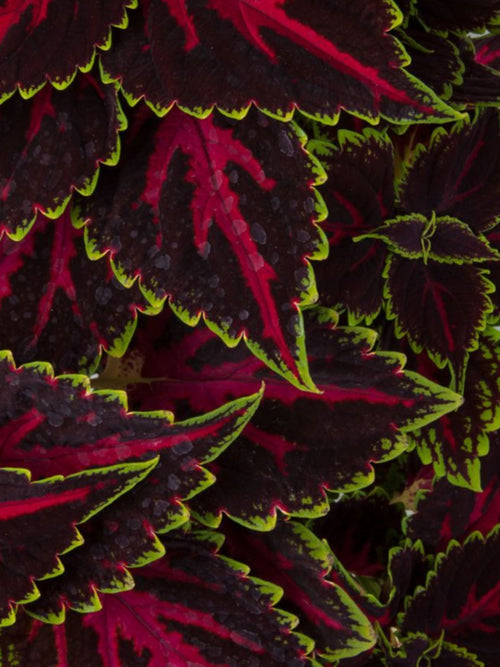 COLEUS TALAVERA TRICOLOR PINK