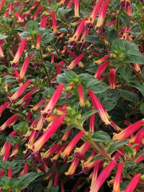 CUPHEA IGNEA 'HUMMINGBIRD'S LUNCH