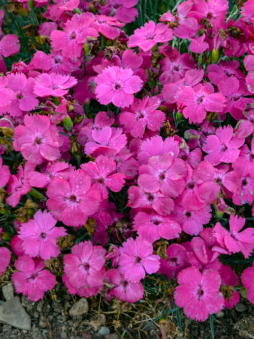 DIANTHUS 'PINKY PROMISE'