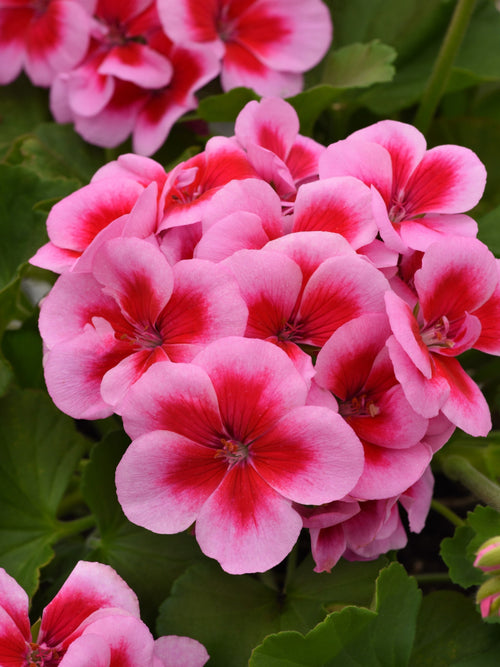 GERANIUM ZONAL DYNAMO 'PINK DAZZLE'