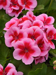 GERANIUM ZONAL DYNAMO 'PINK DAZZLE'