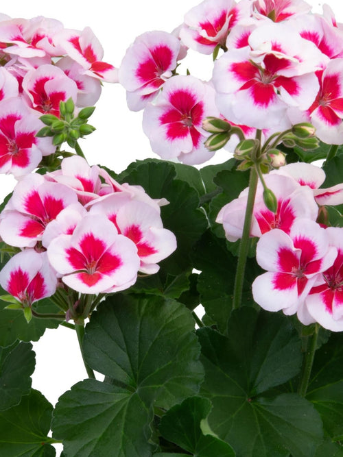 GERANIUM ZONAL SAVANNAH 'WHITE SPLASH'