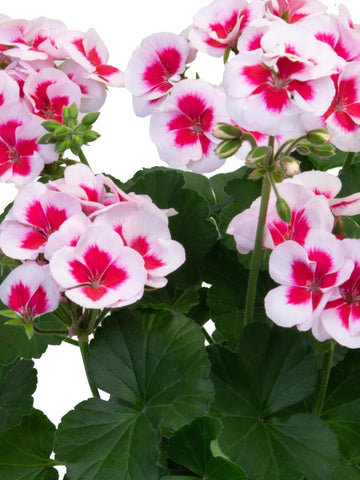 GERANIUM ZONAL DYNAMO 'PINK DAZZLE'