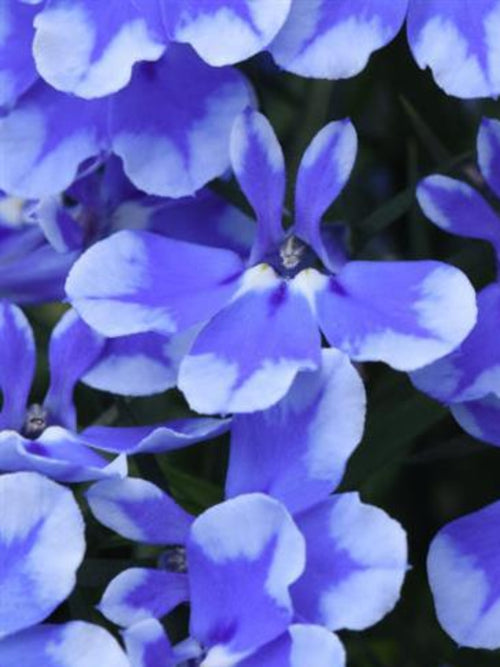 LOBELIA MAGADI BLUE BAY