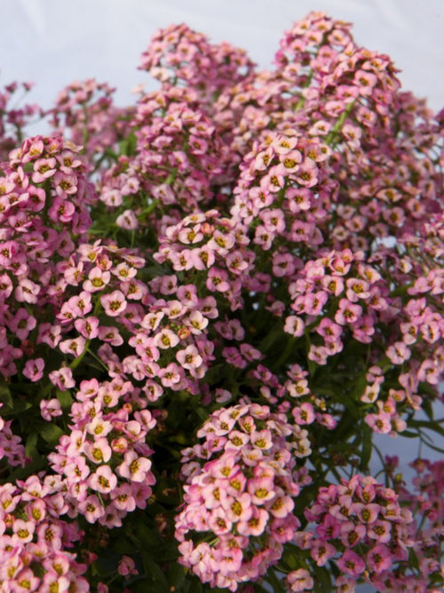 LOBULARIA STREAM COMPACT ROSE