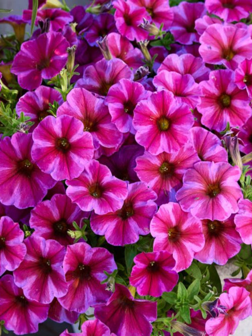 SUPERCALIBRACHOA PREMIUM ROSE STAR