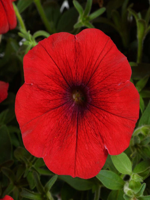 PETUNIA CASCADIAS CHILI RED