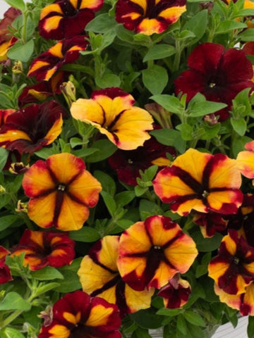 BEGONIA NONSTOP TUBEROUS 'YELLOW RED BACK'