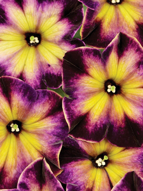 PETUNIA CRAZYTUNIA MOONSTRUCK